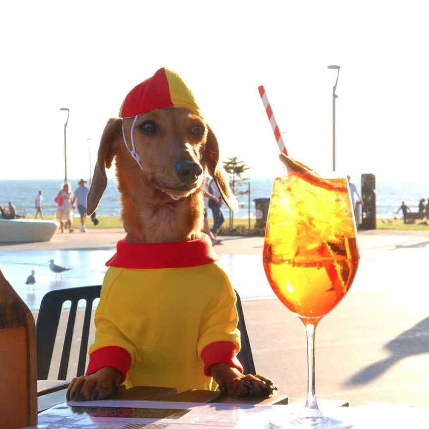 A friendly dog sitting outside on the Malobo patio in Henley Beach.